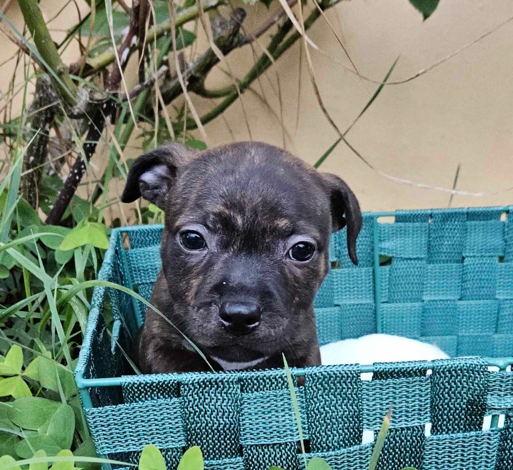 Domaine Du Farfadet - Chiot disponible  - Staffordshire Bull Terrier