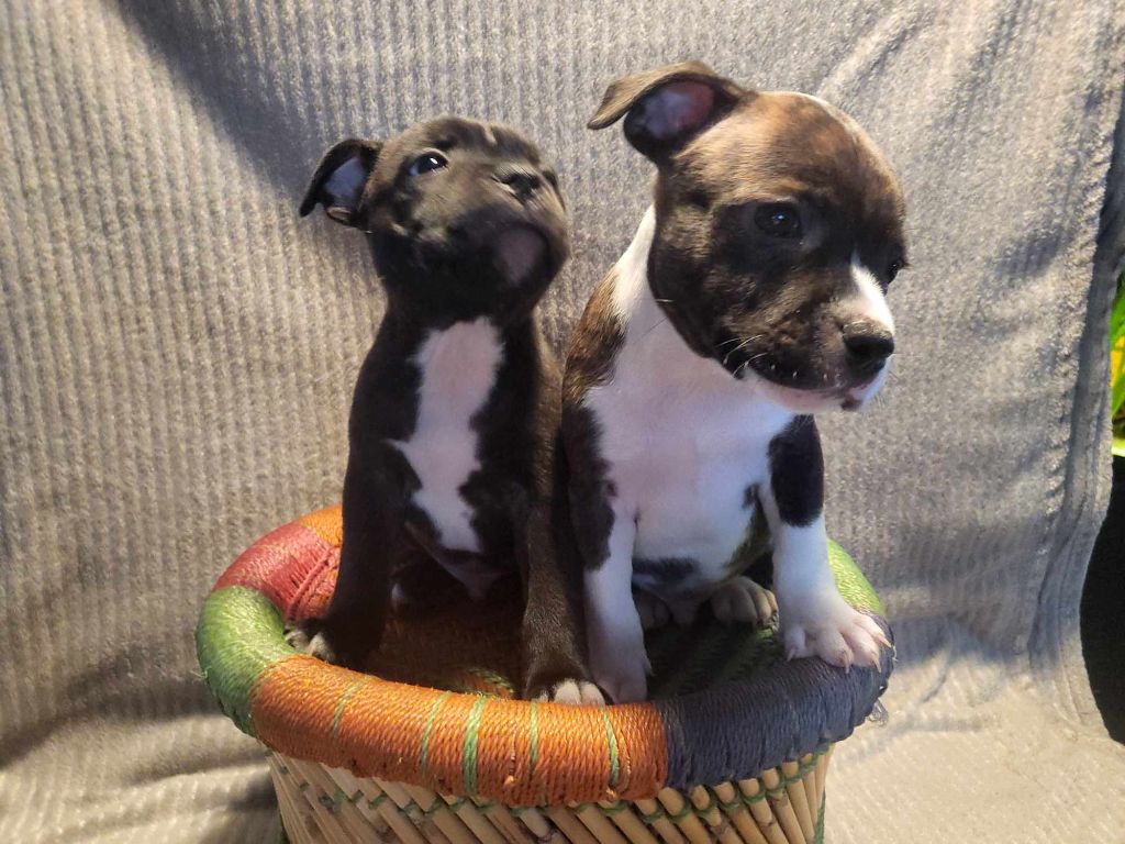 Domaine Du Farfadet - Chiot disponible  - Staffordshire Bull Terrier