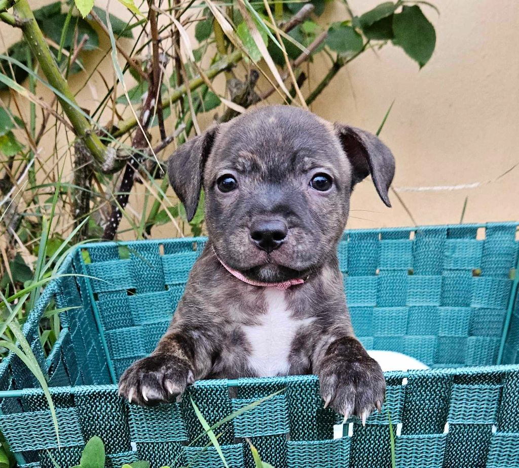 Domaine Du Farfadet - Chiot disponible  - Staffordshire Bull Terrier